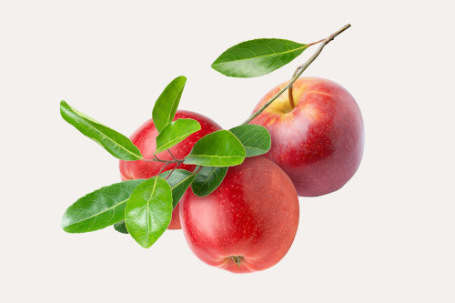 Three apples on branch isolated on white background.